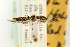  ( - EMEC80279)  @11 [ ] Copyright (2012) Unspecified Essig Museum of Entomology