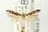  ( - EMEC80283)  @11 [ ] Copyright (2012) Unspecified Essig Museum of Entomology