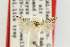  ( - EMEC80293)  @11 [ ] Copyright (2012) Unspecified Essig Museum of Entomology