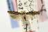  ( - EMEC82312)  @11 [ ] Copyright (2012) Unspecified Essig Museum of Entomology
