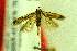  (Scrobipalpa ochrogera - MZH-LEP00000035)  @13 [ ] Copyright (2012) Lauri Kaila Zoological Museum of Helsinki