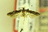  ( - MZH-LEP00000038)  @12 [ ] Copyright (2012) Lauri Kaila Zoological Museum of Helsinki