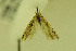  (Scrobipalpa punctata - MZH-LEP00000042)  @12 [ ] Copyright (2012) Lauri Kaila Zoological Museum of Helsinki