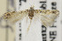  (Scrobipalpa heretica - MZH-LEP00000049.1)  @13 [ ] Copyright (2013) Jean-Francois Landry Canadian National Collection