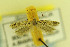  (Scrobipalpa similis - MZH-LEP00000053)  @11 [ ] Copyright (2012) Lauri Kaila Zoological Museum of Helsinki