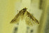  (Scrobipalpa frugifera - MZH-LEP00000055)  @13 [ ] Copyright (2012) Lauri Kaila Zoological Museum of Helsinki