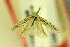  ( - MZH-LEP00000057)  @12 [ ] Copyright (2012) Lauri Kaila Zoological Museum of Helsinki