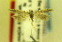  ( - MZH-LEP00000075)  @13 [ ] Copyright (2012) Lauri Kaila Zoological Museum of Helsinki