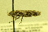  ( - MZH-LEP00000096)  @12 [ ] Copyright (2012) Lauri Kaila Zoological Museum of Helsinki