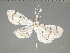  ( - JEH20151104A)  @12 [ ] Copyright (2016) James E. Hayden Florida State Collection of Arthropods