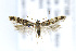  ( - AC007198)  @13 [ ] Copyright (2016) Jean-Francois Landry Canadian National Collection of Insects