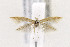  ( - CNCLEP00069633)  @14 [ ] CreativeCommons - Attribution Non-Commercial Share-Alike (2015) Jean-Francois Landry Canadian National Collection of Insects