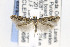  ( - CNCLEP00090696)  @12 [ ] CreativeCommons - Attribution Non-Commercial Share-Alike (2015) Jean-Francois Landry Canadian National Collection of Insects, Arachnids and Nematodes