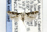  ( - CNCLEP00097535)  @13 [ ] CreativeCommons - Attribution Non-Commercial Share-Alike (2015) Jean-Francois Landry Canadian National Collection of Insects, Arachnids and Nematodes