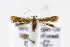  (Coleophora laticornella group - CNCLEP00099535)  @13 [ ] CreativeCommons - Attribution Non-Commercial Share-Alike (2015) Jean-Francois Landry Canadian National Collection of Insects