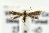  (Coleophora JFL225 - CNCLEP00099540)  @13 [ ] CreativeCommons - Attribution Non-Commercial Share-Alike (2015) Jean-Francois Landry Canadian National Collection of Insects