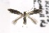  ( - CNCLEP00119463)  @13 [ ] CreativeCommons - Attribution Non-Commercial Share-Alike (2015) Jean-Francois Landry Canadian National Collection of Insects, Arachnids and Nematodes