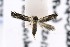  ( - CNCLEP00119469)  @13 [ ] CreativeCommons - Attribution Non-Commercial Share-Alike (2015) Jean-Francois Landry Canadian National Collection of Insects, Arachnids and Nematodes