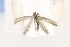  (Astrotischeria BrickelliaCA - CNCLEP00119476)  @11 [ ] CreativeCommons - Attribution Non-Commercial Share-Alike (2015) Jean-Francois Landry Canadian National Collection of Insects, Arachnids and Nematodes