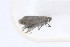  ( - CNCLEP00119479)  @12 [ ] CreativeCommons - Attribution Non-Commercial Share-Alike (2015) Jean-Francois Landry Canadian National Collection of Insects, Arachnids and Nematodes