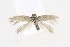  ( - CNCLEP00119482)  @13 [ ] CreativeCommons - Attribution Non-Commercial Share-Alike (2015) Jean-Francois Landry Canadian National Collection of Insects, Arachnids and Nematodes