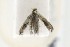  ( - CNCLEP00119490)  @13 [ ] CreativeCommons - Attribution Non-Commercial Share-Alike (2015) Jean-Francois Landry Canadian National Collection of Insects, Arachnids and Nematodes
