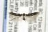  ( - CNCLEP00121100)  @13 [ ] CreativeCommons - Attribution Non-Commercial Share-Alike (2015) Jean-Francois Landry Canadian National Collection of Insects, Arachnids and Nematodes