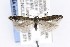  ( - CNCLEP00121371)  @14 [ ] CreativeCommons - Attribution Non-Commercial Share-Alike (2015) Jean-Francois Landry Canadian National Collection of Insects, Arachnids and Nematodes