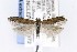  ( - CNCLEP00121372)  @13 [ ] CreativeCommons - Attribution Non-Commercial Share-Alike (2015) Jean-Francois Landry Canadian National Collection of Insects, Arachnids and Nematodes