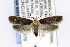  ( - CNCLEP00121476)  @14 [ ] CreativeCommons - Attribution Non-Commercial Share-Alike (2015) Jean-Francois Landry Canadian National Collection of Insects, Arachnids and Nematodes