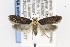  ( - CNCLEP00121477)  @14 [ ] CreativeCommons - Attribution Non-Commercial Share-Alike (2015) Jean-Francois Landry Canadian National Collection of Insects, Arachnids and Nematodes