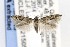  ( - CNCLEP00121505)  @12 [ ] CreativeCommons - Attribution Non-Commercial Share-Alike (2015) Jean-Francois Landry Canadian National Collection of Insects, Arachnids and Nematodes