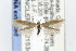  ( - CNCLEP00121534)  @14 [ ] CreativeCommons - Attribution Non-Commercial Share-Alike (2015) Jean-Francois Landry Canadian National Collection of Insects, Arachnids and Nematodes