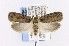  (Agonopterix costimacula - CNCLEP00121570)  @15 [ ] CreativeCommons - Attribution Non-Commercial Share-Alike (2015) Jean-Francois Landry Canadian National Collection of Insects, Arachnids and Nematodes
