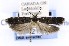  ( - CNCLEP00121656)  @12 [ ] CreativeCommons - Attribution Non-Commercial Share-Alike (2015) Jean-Francois Landry Canadian National Collection of Insects, Arachnids and Nematodes