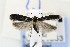  ( - CNCLEP00121663)  @14 [ ] CreativeCommons - Attribution Non-Commercial Share-Alike (2015) Jean-Francois Landry Canadian National Collection of Insects, Arachnids and Nematodes