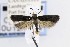  ( - CNCLEP00121664)  @13 [ ] CreativeCommons - Attribution Non-Commercial Share-Alike (2015) Jean-Francois Landry Canadian National Collection of Insects, Arachnids and Nematodes