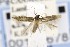  (Periploca hortatrix - CNCLEP00121678)  @13 [ ] CreativeCommons - Attribution Non-Commercial Share-Alike (2015) Jean-Francois Landry Canadian National Collection of Insects, Arachnids and Nematodes