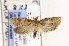  ( - CNCLEP00121688)  @11 [ ] CreativeCommons - Attribution Non-Commercial Share-Alike (2015) Jean-Francois Landry Canadian National Collection of Insects, Arachnids and Nematodes