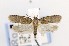  ( - CNCLEP00121690)  @13 [ ] CreativeCommons - Attribution Non-Commercial Share-Alike (2015) Jean-Francois Landry Canadian National Collection of Insects, Arachnids and Nematodes