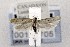  ( - CNCLEP00121705)  @14 [ ] CreativeCommons - Attribution Non-Commercial Share-Alike (2015) Jean-Francois Landry Canadian National Collection of Insects, Arachnids and Nematodes