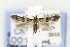  ( - CNCLEP00121707)  @14 [ ] CreativeCommons - Attribution Non-Commercial Share-Alike (2015) Jean-Francois Landry Canadian National Collection of Insects, Arachnids and Nematodes