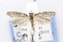 ( - CNCLEP00121724)  @13 [ ] CreativeCommons - Attribution Non-Commercial Share-Alike (2015) Jean-Francois Landry Canadian National Collection of Insects, Arachnids and Nematodes