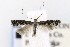  ( - CNCLEP00121756)  @14 [ ] CreativeCommons - Attribution Non-Commercial Share-Alike (2015) Jean-Francois Landry Canadian National Collection of Insects, Arachnids and Nematodes