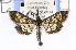  ( - CNCLEP00121785)  @13 [ ] CreativeCommons - Attribution Non-Commercial Share-Alike (2015) Jean-Francois Landry Canadian National Collection of Insects, Arachnids and Nematodes