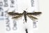  ( - CNCLEP00121824)  @13 [ ] CreativeCommons - Attribution Non-Commercial Share-Alike (2015) Jean-Francois Landry Canadian National Collection of Insects, Arachnids and Nematodes