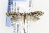 ( - CNCLEP00121826)  @13 [ ] CreativeCommons - Attribution Non-Commercial Share-Alike (2015) Jean-Francois Landry Canadian National Collection of Insects, Arachnids and Nematodes