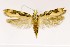  (Chionodes hodgesorum - CNCLEP00121859)  @14 [ ] CreativeCommons - Attribution Non-Commercial Share-Alike (2015) Jean-Francois Landry Canadian National Collection of Insects, Arachnids and Nematodes
