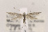  (Coleophora JFL326 - CNCLEP00122976)  @13 [ ] CreativeCommons - Attribution Non-Commercial Share-Alike (2015) Jean-Francois Landry Canadian National Collection of Insects