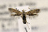  ( - CNCLEP00122990)  @11 [ ] CreativeCommons - Attribution Non-Commercial Share-Alike (2015) Jean-Francois Landry Canadian National Collection of Insects
